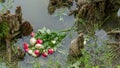 Bouquet of roses, white and pink, thrown in the lake, in the middle of roots emerging from the water