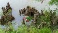 Bouquet of roses, white and pink, thrown in the lake, in the middle of roots emerging from the water