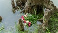 Bouquet of roses, white and pink, thrown in the lake, in the middle of roots emerging from the water