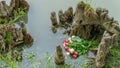 Bouquet of roses, white and pink, thrown in the lake, in the middle of roots emerging from the water