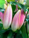 Bouquet of royal lily buds with leaves. Royalty Free Stock Photo