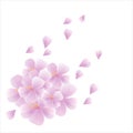 Bouquet of Sakura and flying petals isolated on white background. Apple-tree flowers. Cherry blossom Royalty Free Stock Photo