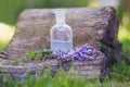 bouquet Salvia pratensis, meadow clary or meadow sage purple flowers near bottle of medicine on stump in forest on a background of Royalty Free Stock Photo