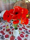 a bouquet of scarlet poppies Royalty Free Stock Photo