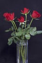 A bouquet of scarlet roses in a glass vase. Five flowers. On a black background