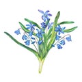 Bouquet of Scilla bifolia blue forest flowers.