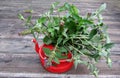 Bouquet of selfheal or woundwort flowers in red tea kettle. Royalty Free Stock Photo