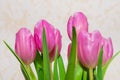 Bouquet of seven pink tulips closeup. card for March 8.neutral indoors background Royalty Free Stock Photo