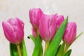 Bouquet of seven pink tulips closeup. card for March 8.neutral indoors background Royalty Free Stock Photo