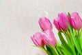 Bouquet of seven pink tulips closeup. card for March 8.neutral indoors background Royalty Free Stock Photo