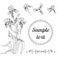 Bouquet and single buds of iris flowers. Hand drawn ink sketch. Set of black objects isolated on white background