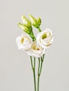 bouquet with small buds of white roses flowers Royalty Free Stock Photo