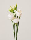 bouquet with small buds of white roses flowers Royalty Free Stock Photo