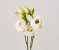 bouquet with small buds of white roses flowers Royalty Free Stock Photo