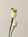 bouquet with small buds of white roses flowers Royalty Free Stock Photo