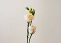 Bouquet with small buds of white roses flowers Royalty Free Stock Photo