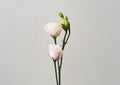 bouquet with small buds of white roses flowers Royalty Free Stock Photo