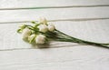 bouquet with small buds of white roses flowers Royalty Free Stock Photo