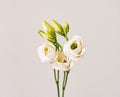 bouquet with small buds of white roses flowers Royalty Free Stock Photo