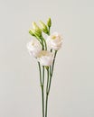 bouquet with small buds of white roses flowers Royalty Free Stock Photo