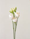 bouquet with small buds of white roses flowers Royalty Free Stock Photo