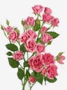 Bouquet of small and graceful rose Bush roses on a white background 24069