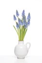 Bouquet of small Grape Hyacinths