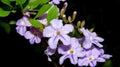 Closeup of bouquet of small lilac flowers