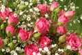 Bouquet of small pink roses on a green background. Closeup Royalty Free Stock Photo