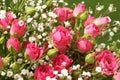 Bouquet of small pink roses on a green background. Royalty Free Stock Photo