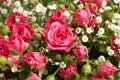 Bouquet of small pink roses on a green background. Closeup Royalty Free Stock Photo