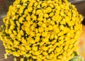 Bouquet of small yellow flowers close-up in autumn shades