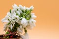 Bouquet of snow drops in a basket on colored background with red and white string first of march celebration martisor concept