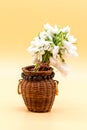 Bouquet of snow drops in a basket on colored background with red and white string first of march celebration martisor concept