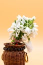 Bouquet of snow drops in a basket on colored background with red and white string first of march celebration martisor concept Royalty Free Stock Photo