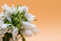 Bouquet of snow drops in a basket on colored background with red and white string first of march celebration martisor concept Royalty Free Stock Photo