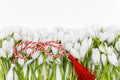 Bouquet of snow drops in a basket tied with red and white string on white background and decoration first of march celebration mar