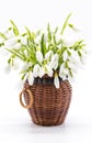 Bouquet of snow drops tied with red and white string on white background first of march celebration martisorbouquet of snow drops