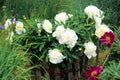 Bouquet of snow-white flowers surrounded by old wooden fence. Royalty Free Stock Photo