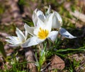 Bouquet of snowdrops in the ground on nature Royalty Free Stock Photo