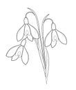 Bouquet of snowdrops - outline drawing