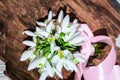 Bouquet of snowdrops on wooden background. Copy space. Holiday concept. Beautiful spring flowers Royalty Free Stock Photo