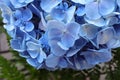 Bouquet of soft blue hydrangea,(Hydrangea macrophylla) or Hortensia flower in vase on the table.Hydrangea Flowers Royalty Free Stock Photo