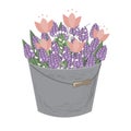 Bouquet of spring doodle hyacinths and tulip flowers in grey bucket isolated on white background. Vector illustration Royalty Free Stock Photo
