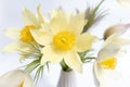 Bouquet of spring flowers. Delicate snowdrops in a white vase on a white background. Close-up view from above Royalty Free Stock Photo