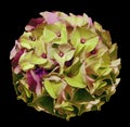 A bouquet of spring flowers of green-pink on the black isolated background. Close-up.