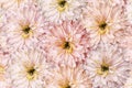 A bouquet of spring flowers of light red chrysanthemums. Background of flowers white-red-pink chrysanthemums close-up. For desig Royalty Free Stock Photo