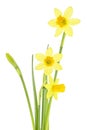 Bouquet of spring flowers narcissus isolated on white background. Yellow daffodils flowers Royalty Free Stock Photo