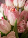 Bouquet of spring flowers, pink tulips on blurred background close up - holiday card for 8 march, Valentine day or mother`s day Royalty Free Stock Photo