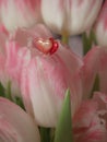 Bouquet of spring flowers, pink tulips on blurred background close up - holiday card for 8 march, Valentine day or mother`s day Royalty Free Stock Photo